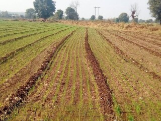 agriculture (10)