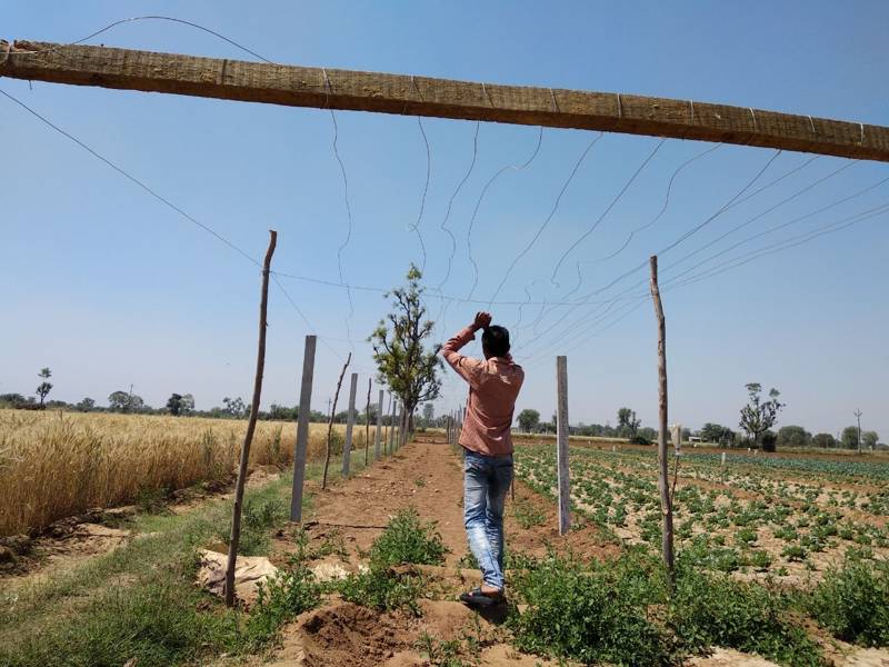 agriculture (28)