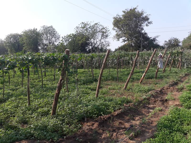 agriculture (29)