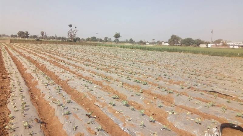 agriculture (7)
